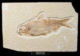 Bargain Knightia Fossil Fish - Wyoming #16469-1